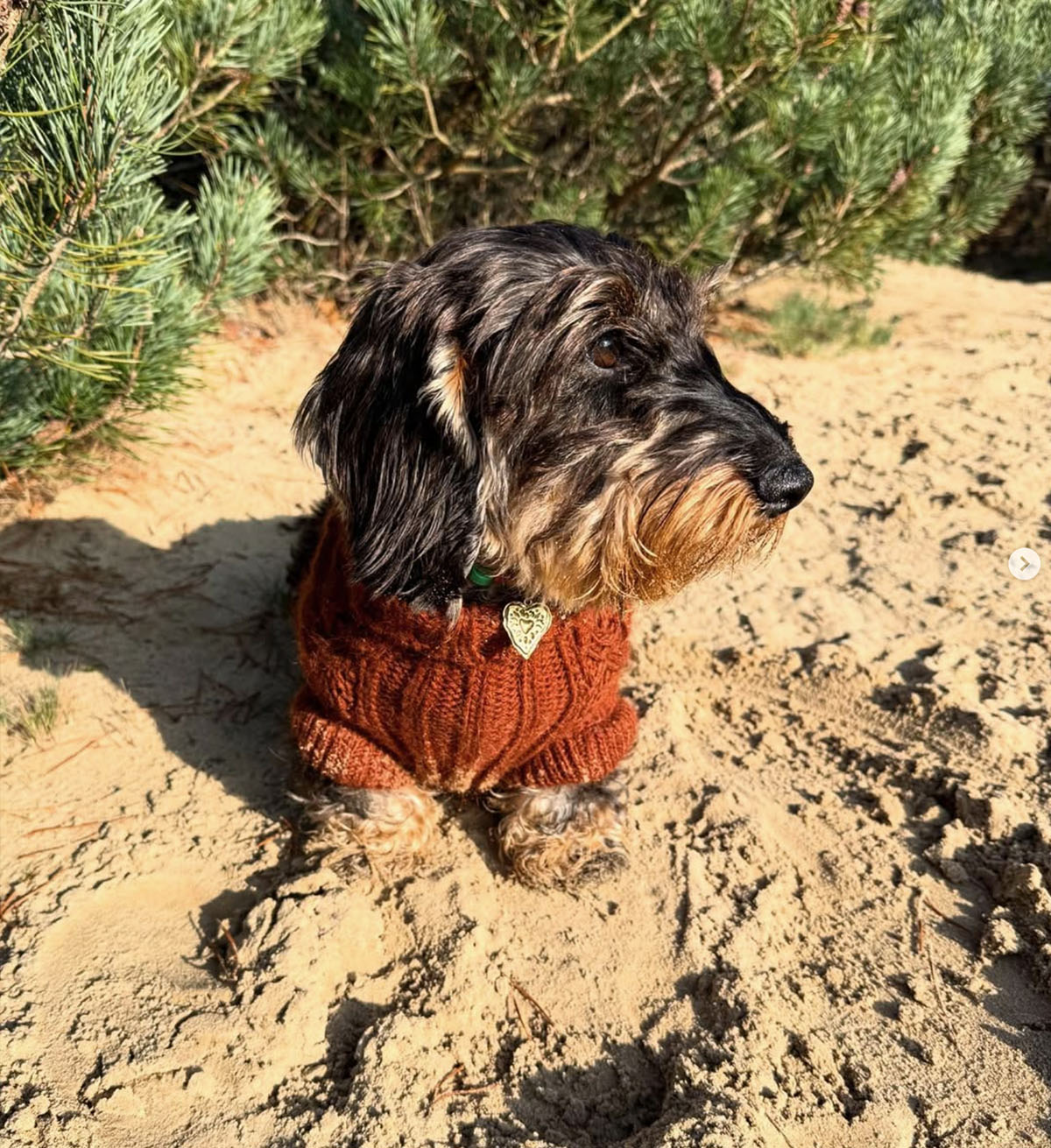 Teckel Guuusje in het zand